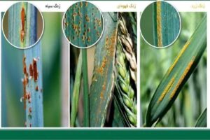 بیماری زنگ زرد