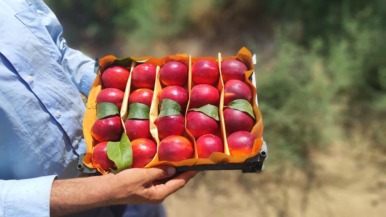 برداشت شلیل