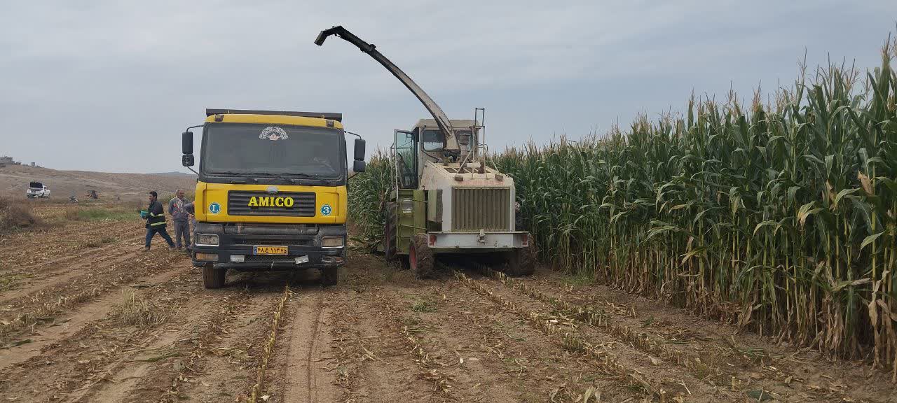 آغاز عملیات برداشت ذرت علوفه‌ای در شرکت کشت و صنعت خوشه صبا