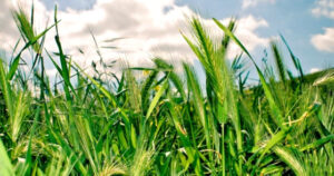 چرا تناوب کشت ضروری است؟ مزایا و نقش آن در سلامت خاک