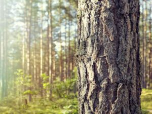 دلایل اصلی رنگ کردن تنه درختان