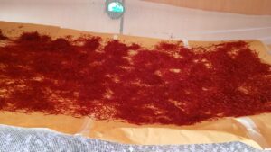 آغاز برداشت زعفران در شرکت کشت و صنعت خوشه صبا