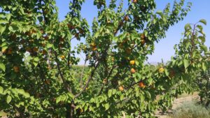 آغاز فروش نهال در شرکت کشت و صنعت خوشه صبا